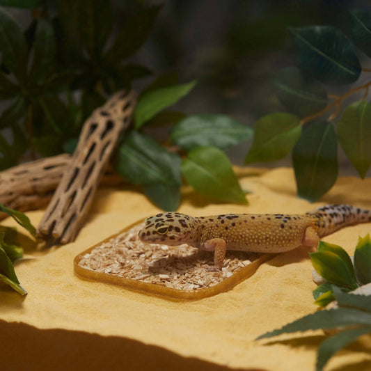 Stroodies Leopard Geckos LitterBox